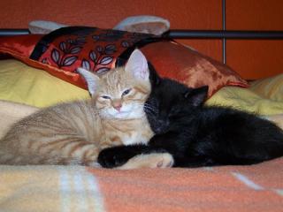 2 süße Katzenkinder w/m abzugeben