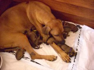 Rhodesian Ridgeback Welpen