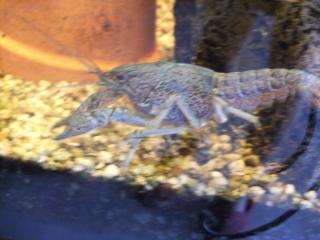 Procambarus Aleni / blauer Floridakrebs