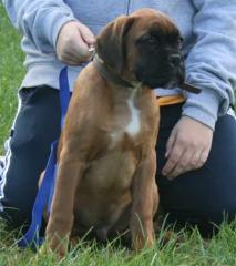 Verk wunderschöne Boxerwelpen