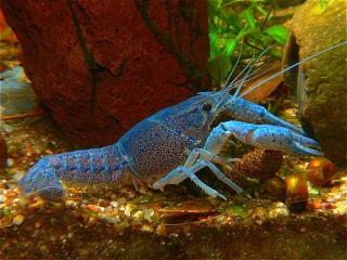 1cm große Blauer Floridakrebs-Procambarus Alleni