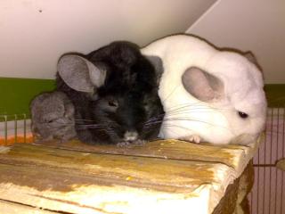 Chinchilla Böckchen Ebony Hetero geb. am 05. 11. 07 in Kürze abzugeben