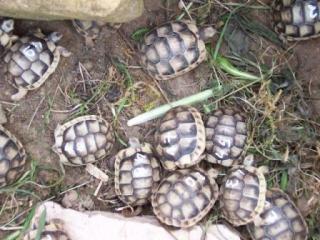 NZ 2021/2011 Griechische Landschildkröte und Breitrandschildkröte