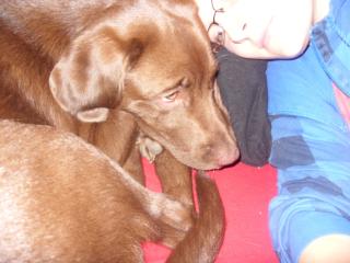 Hundesitter mit Hundegesellschaft gefällig