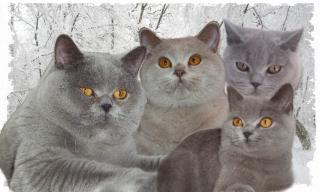 3 BKH lilac Katerchen geb. 17. 04. 2021
