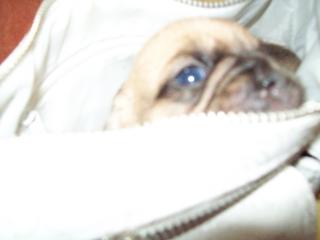 Pocket Puggle