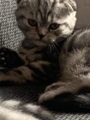 Reinrassigen Britisch-Kurzhaar-Katzenbabys, Farbe black silver tabby classic