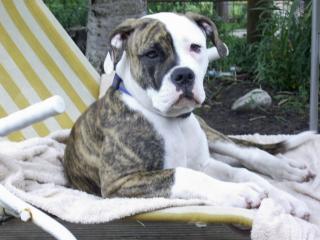 Amercan Bulldog Rüde 4 Monate alt