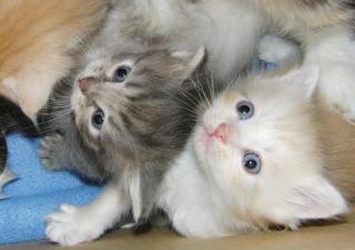 Sibirische Katzenkinder