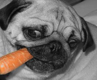 DECKmops gesucht