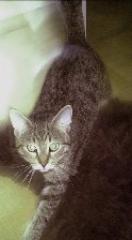 Getigerter Kater vermisst in Bad Aibling