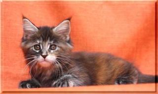 2 hübsche, bunte Maine Coon Mädchen