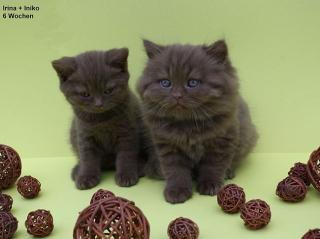 BKH- und BLH Babies in cinnamon mit Papieren