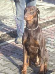 Dobermann-Rüde