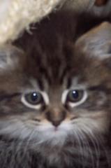 Maine-Coon Edelmix Babys