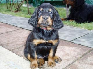 Gordon-Setter Welpen ohne papiere