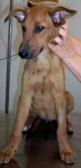 Pfötchenhilfe Rhodos sucht für Schäferhund-Mix Lazara ein neues Zuhause