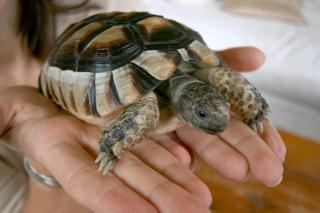 Testudo Marginata weibchen, 6 Jahre alt, zum verkaufen