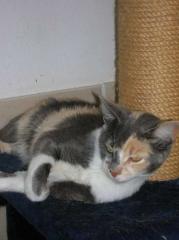 Katze Samana- Schönheit schützt vor Tierheim nicht