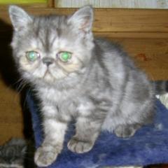 Wunderschöne, reinrassige Exotic-Shorthairbabys