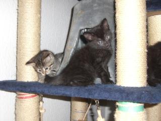 Drei junge süsse Kitten 9 Wochen alt abzugeben