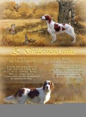 Irish Red and White Setter