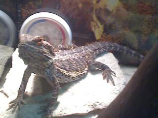 Bartagame abzugeben
