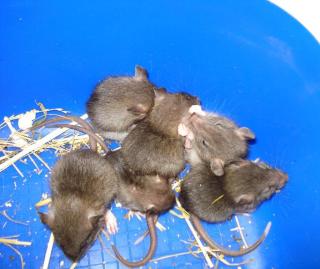 Rattenbabys