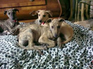Magyar Agar Ungarischer Windhund Welpen Von Privat