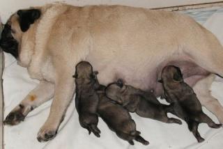 Mops Welpen zu Verkaufen