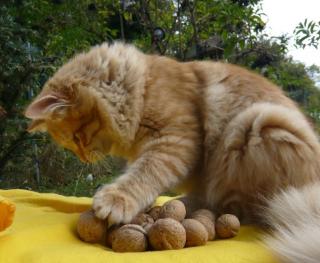 Liebenswerte Rasse Sibirische und Neva Masquerade Katzen von www. BaikalAmur. de