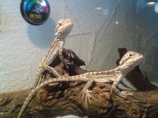 Barti Babys