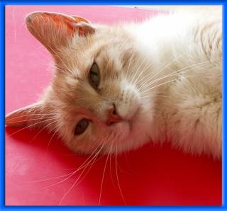 Garfield lieber rot-weißer Traumkater