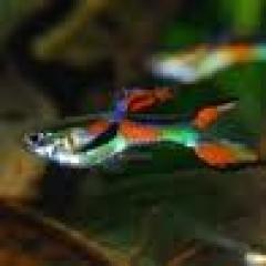 Aus meiner Hobbyzucht biete ich einige meiner Junge Endler Guppys