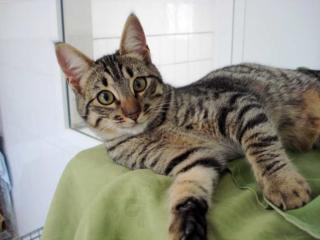 2 Tigerkatzenkinder suchen ein liebes Zuhause