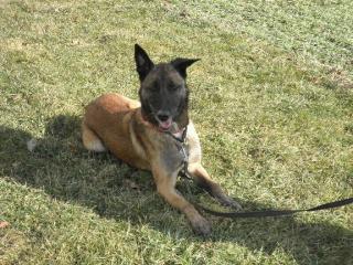 Hübscher Malinois-Rüde, DMC, 5 Jahre, kastriert