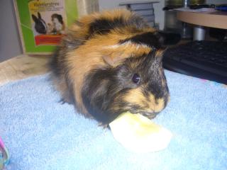 Meerschweinchen inkl. Käfig