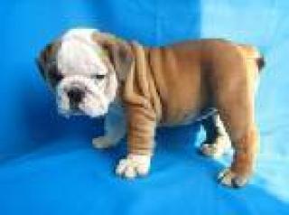 Purebred englische Bulldoggenhündchen zum Verkauf