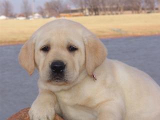 Knuffige Labrador Welpen 10 Wochen