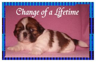 Traumhaft schöne SHIH-TZU-WELPEN
