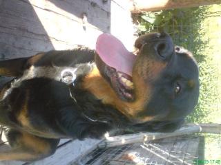 Manfred Rottweiler 3 jahre