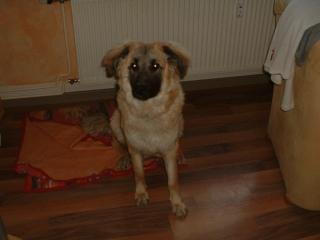 Dringend neue Familie gesucht