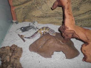 2 Leopardengeckos inkl. Terrarium