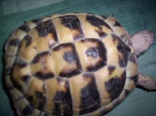 Landschildkröten zu verkaufen