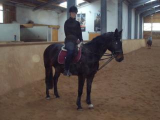 Suche reitbeteiligung.