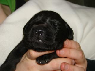 Wunderschöne labrador Welpen mit guten Ahnentafel