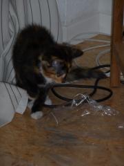 Liebe 4 farbige Katze abzugeben