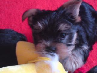 Yorki welpen
