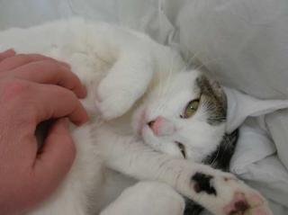 Zwei ganz bezaubernde Katzenmädchen suchen ein liebes Zuhause