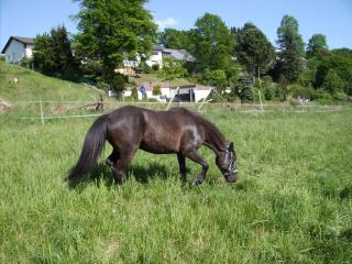 Biete Reitbeteiligung an Weiner Welshstute